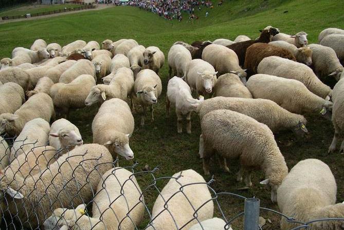 特色肉羊产业“肥”农家 年产值6.4亿元